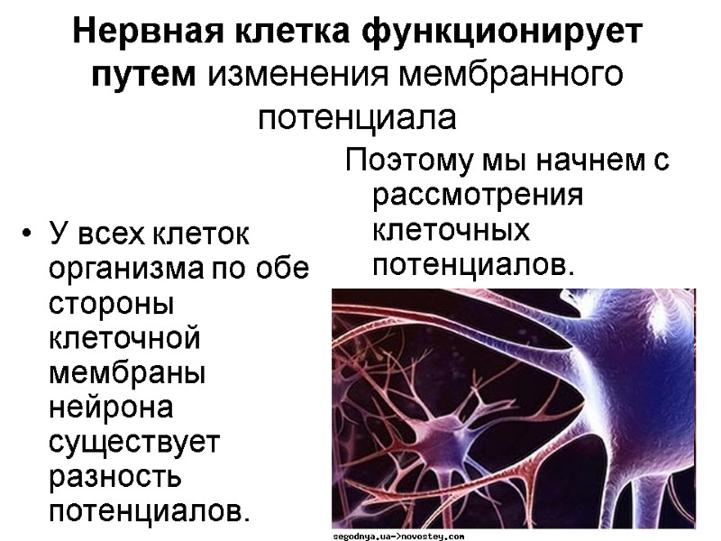 33 Нервная клетка функционирует путем изменения мембранного потенциала  Поэтому мы начнем с рассмотрения